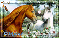 chevaux