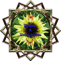 tournesol2aa