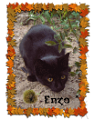 Enzo