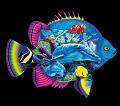 AFISHFILLED~DVDM
