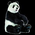 panda