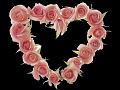 rosesss1