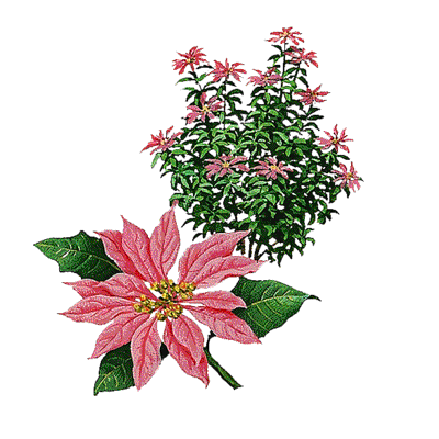 poinsettia.gif
