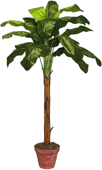 tree11.gif
