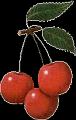 fruit