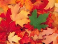 1253542175-automne-12