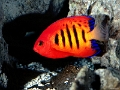 Bankoboev.Ru_flame_angelfish