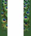 kids_body_bg_peacock_feathers