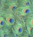 bgpeacockfeathers