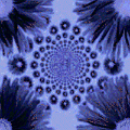 bigdaisies2