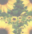 bigsunflowers