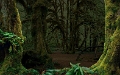 bosque22