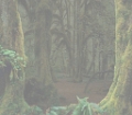 bosque22trans