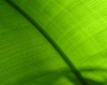 feuille_verte