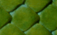fondcame1