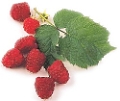 framboises8