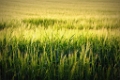 greenfield