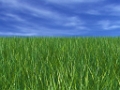herbe