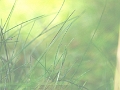 herbe1