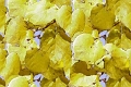 natfl293