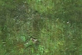 nature_030