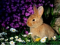 real_8756_rabbits-000