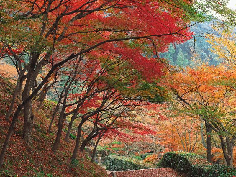 Down_the_Garden_Path_-_1600x120_.jpg