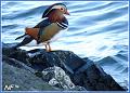 canard10