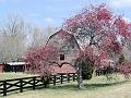 cerisier_ferme
